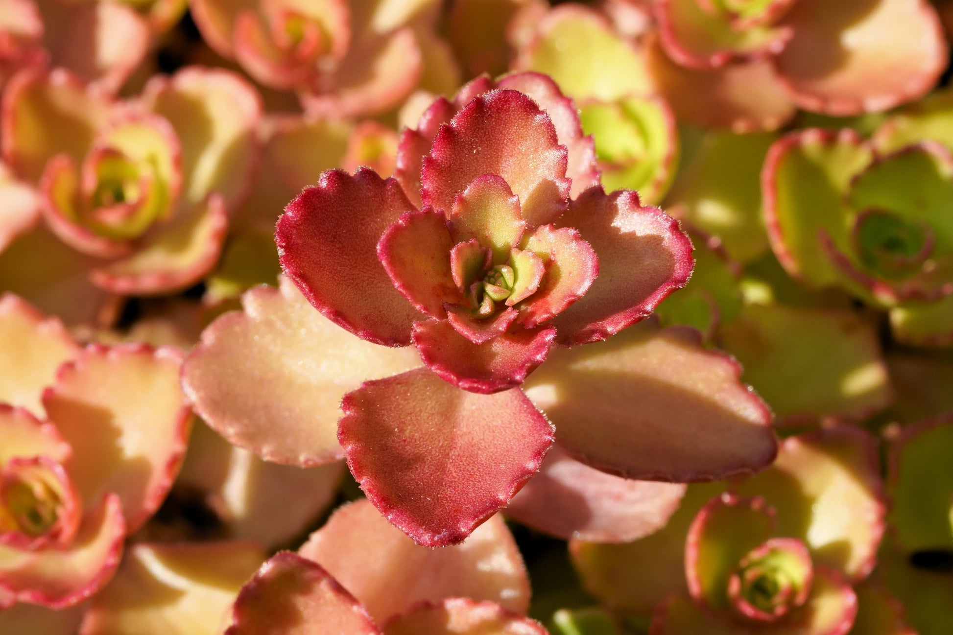 carpet plant seeds 50 PURPLE CARPET SEDUM Spurium Coccineum Groundcover Flower Seeds – Seedville USA