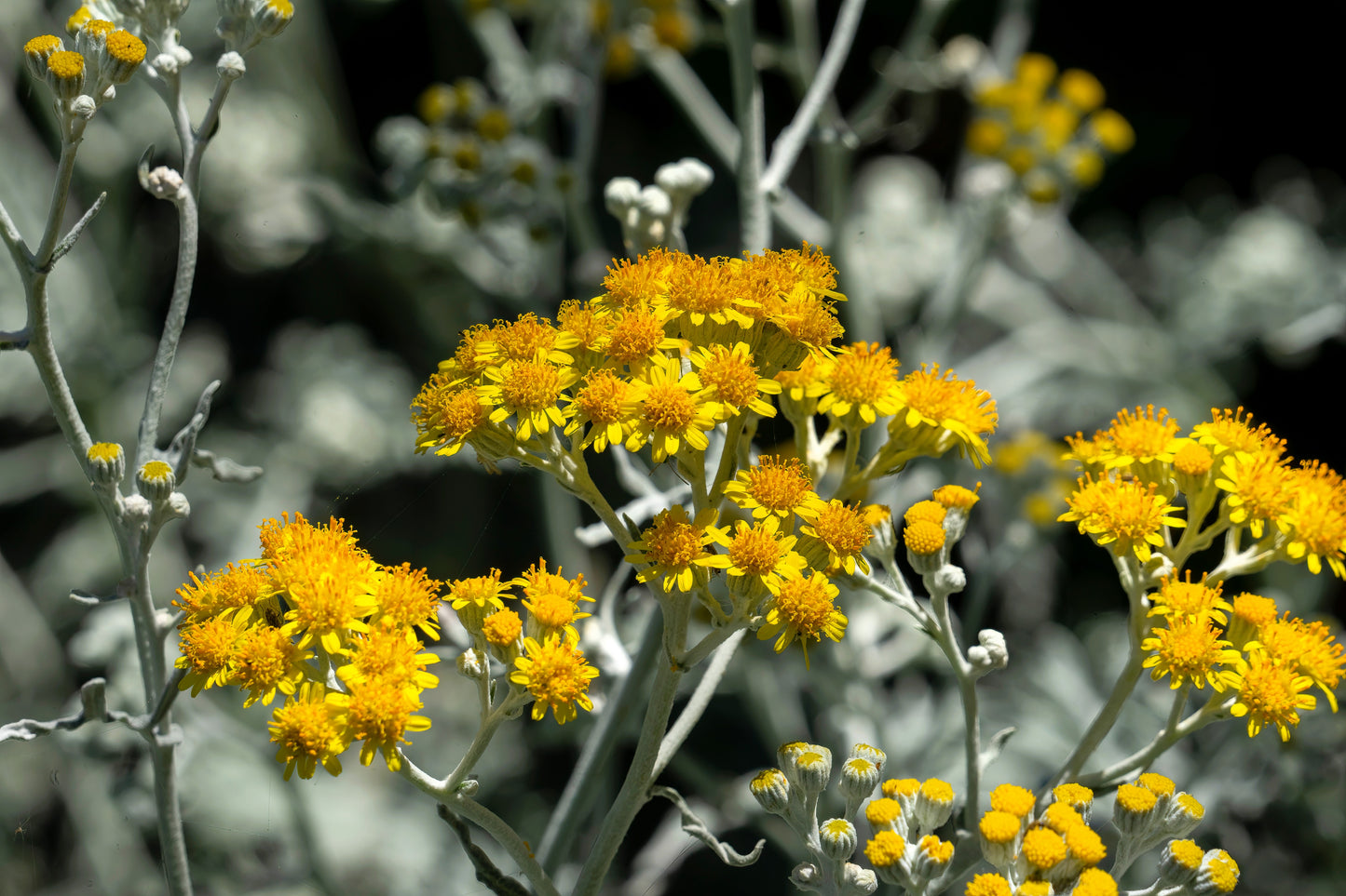 300 SILVERDUST DUSTY MILLER Cineraria maritima Flower Seeds