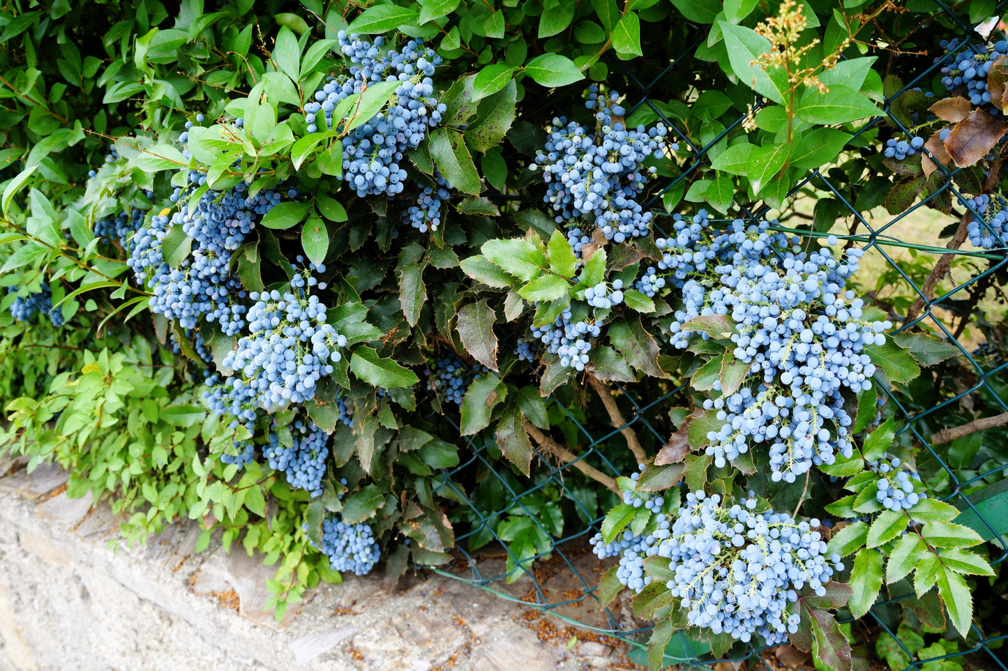 20 OREGON GRAPE Holly Fruit Vine Hollyleaved Barberry Mahonia Aquifolium Seeds