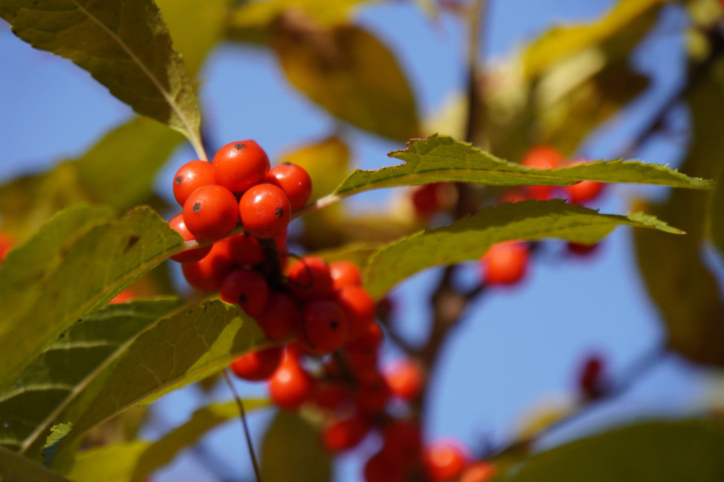 10 SPICEBUSH Wild Allspice Lindera Benzoin Northern Spice Bush Red Berry Yellow Flower Seeds