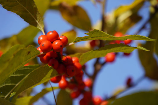 10 SPICEBUSH Wild Allspice Lindera Benzoin Northern Spice Bush Red Berry Yellow Flower Seeds