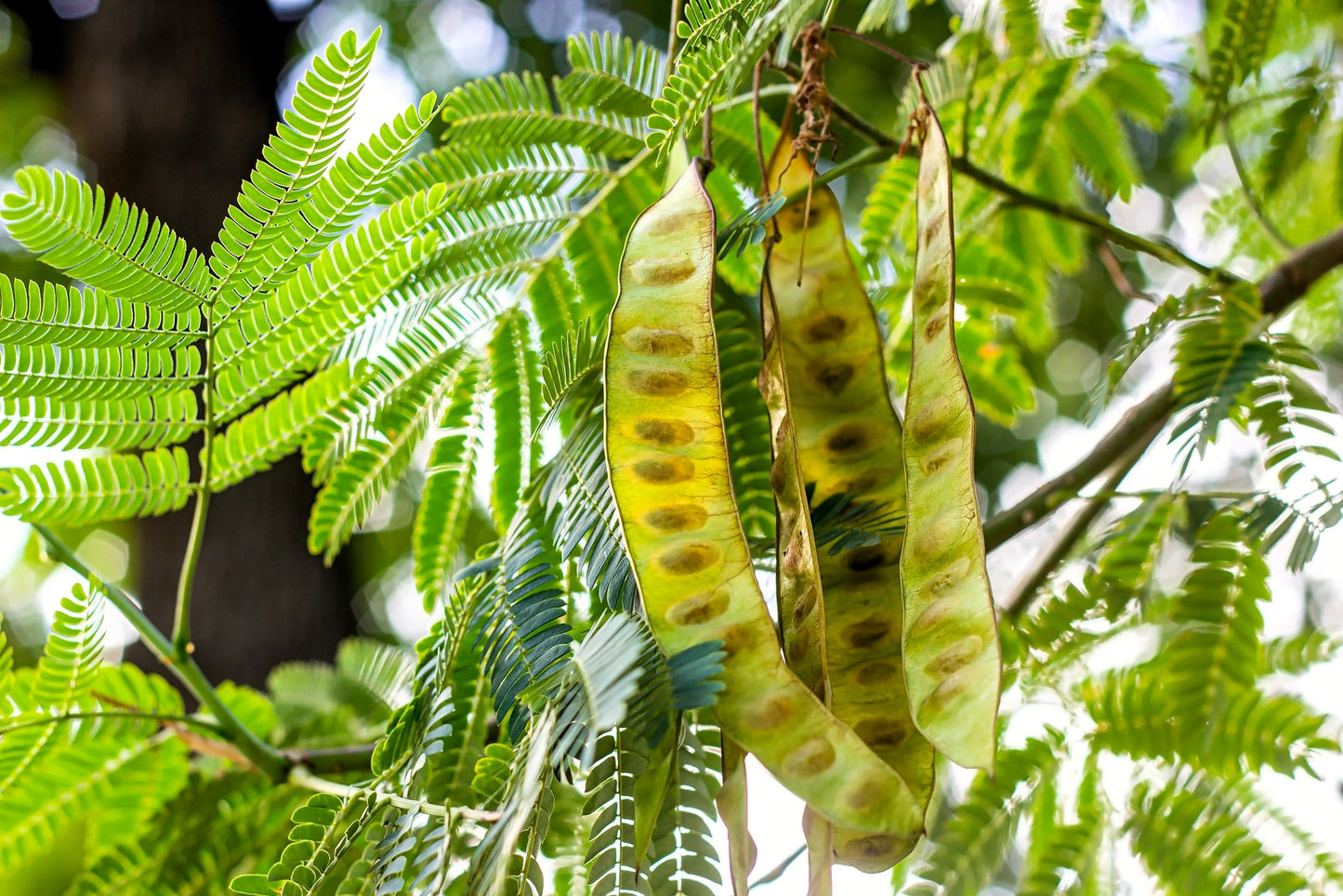 10 Thornless HONEYLOCUST Gleditsia Triacanthos Inermis Imperial Honey Locust Golden Yellow Tree Seeds