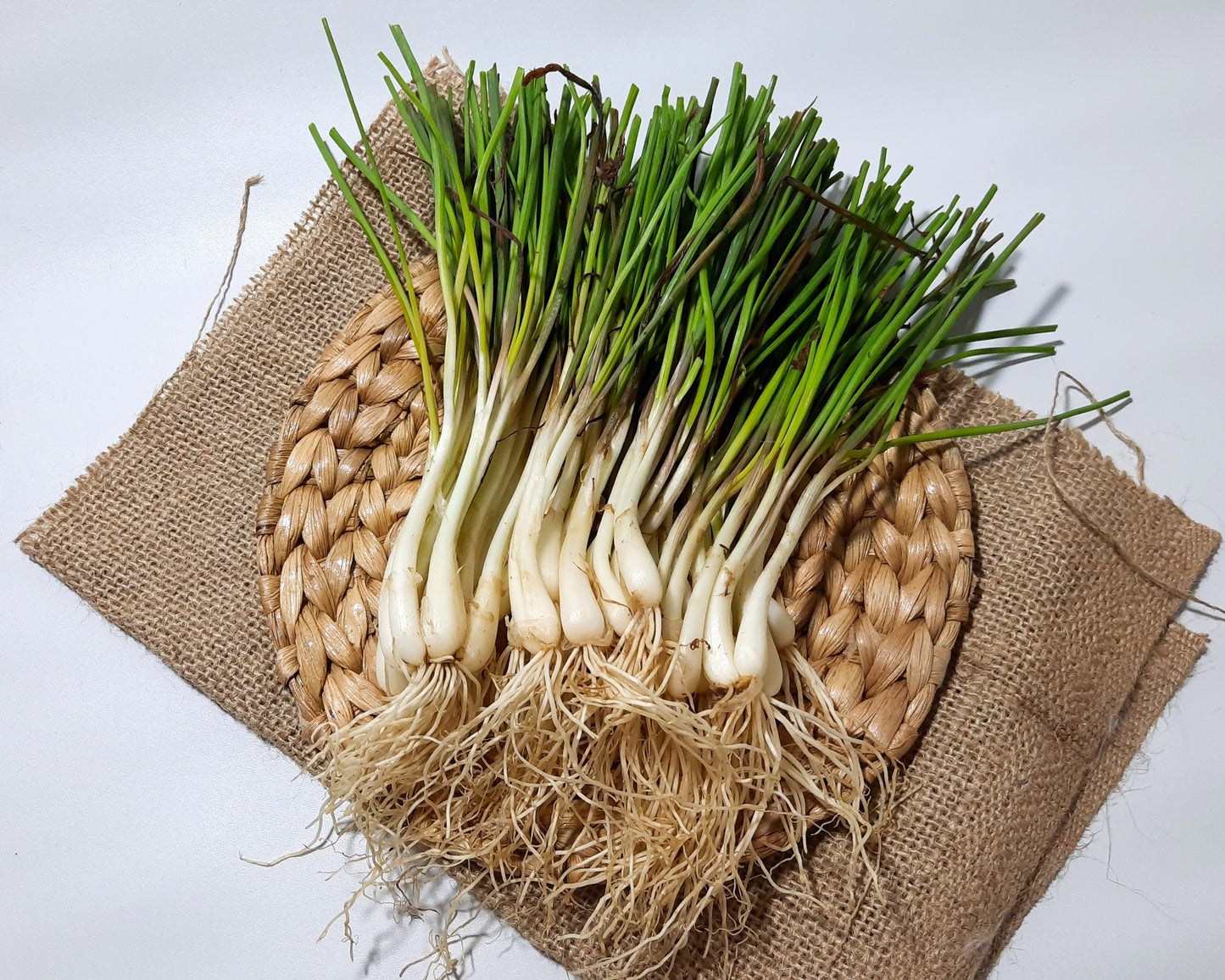 500 CHINESE LEEK (Oriental Garlic / Garlic Chives / Chinese Chives / Flat Chives) Allium Tuberosum Vegetable Seeds