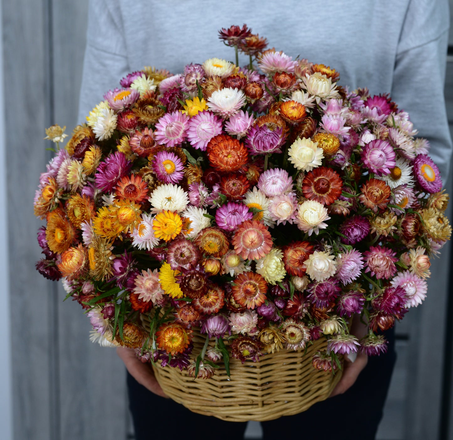 100 TALL Double MIXED Colors STRAWFLOWER Xerochrysum Bracteatum Helichrysum Monstrosum Flower Seeds