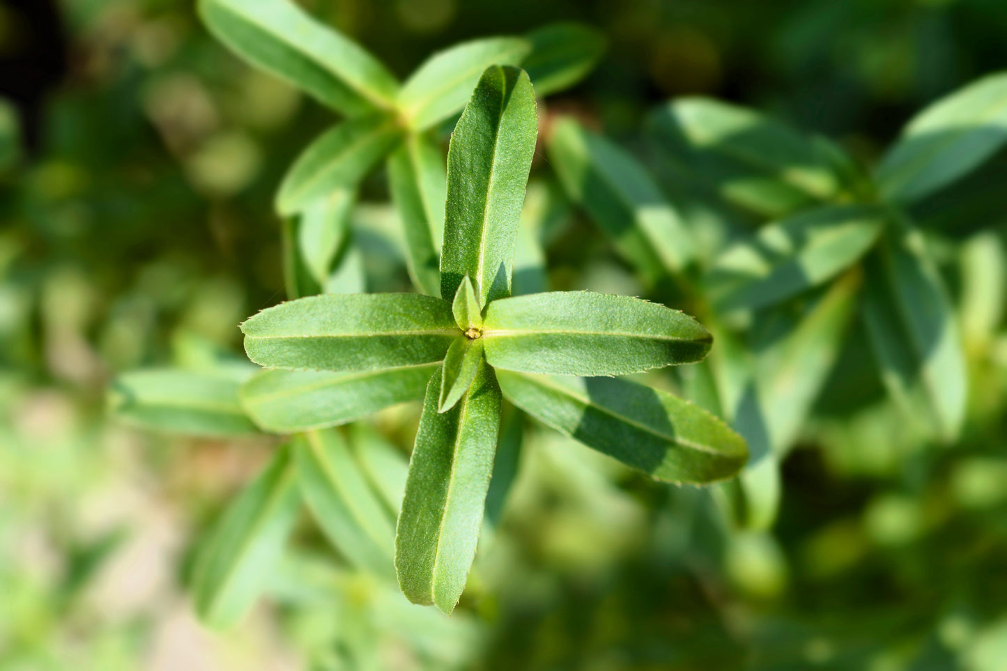 300 MEXICAN Mint MARIGOLD Spanish Tarragon Tagetes Lucida Flower Herb Seeds