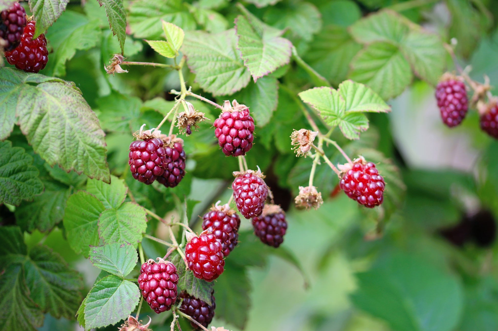 raspberry seeds for planting 100 RED RASPBERRY Rubus Idaeus Fruit Bush Vine Seeds – Seedville USA