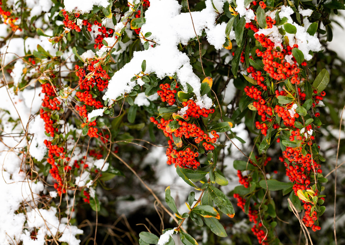 100 RED ELDERBERRY Sambucus Racemosa Scarlet Mountain Elder Bunchberry Tree Shrub Fruit Berry Seeds