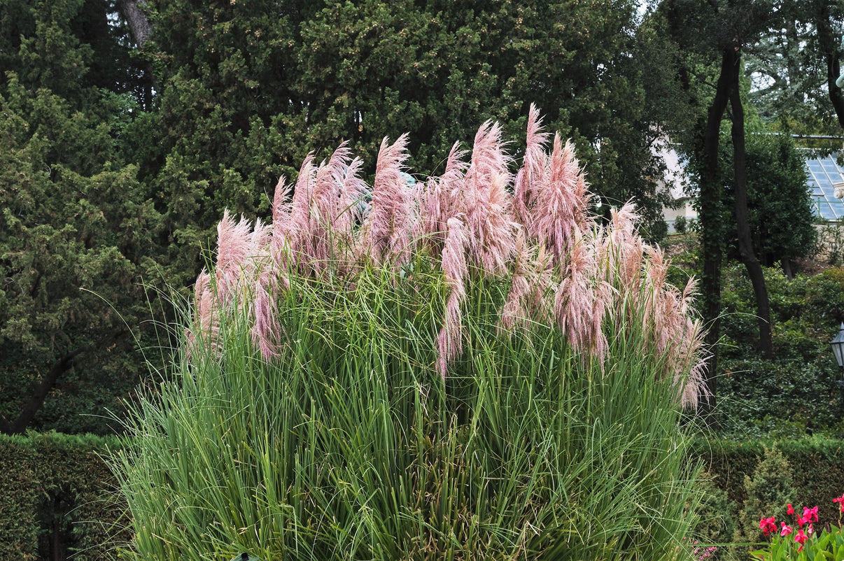 200 Ornamental PINK PAMPAS GRASS Cortaderia Selloana Rosea Seeds