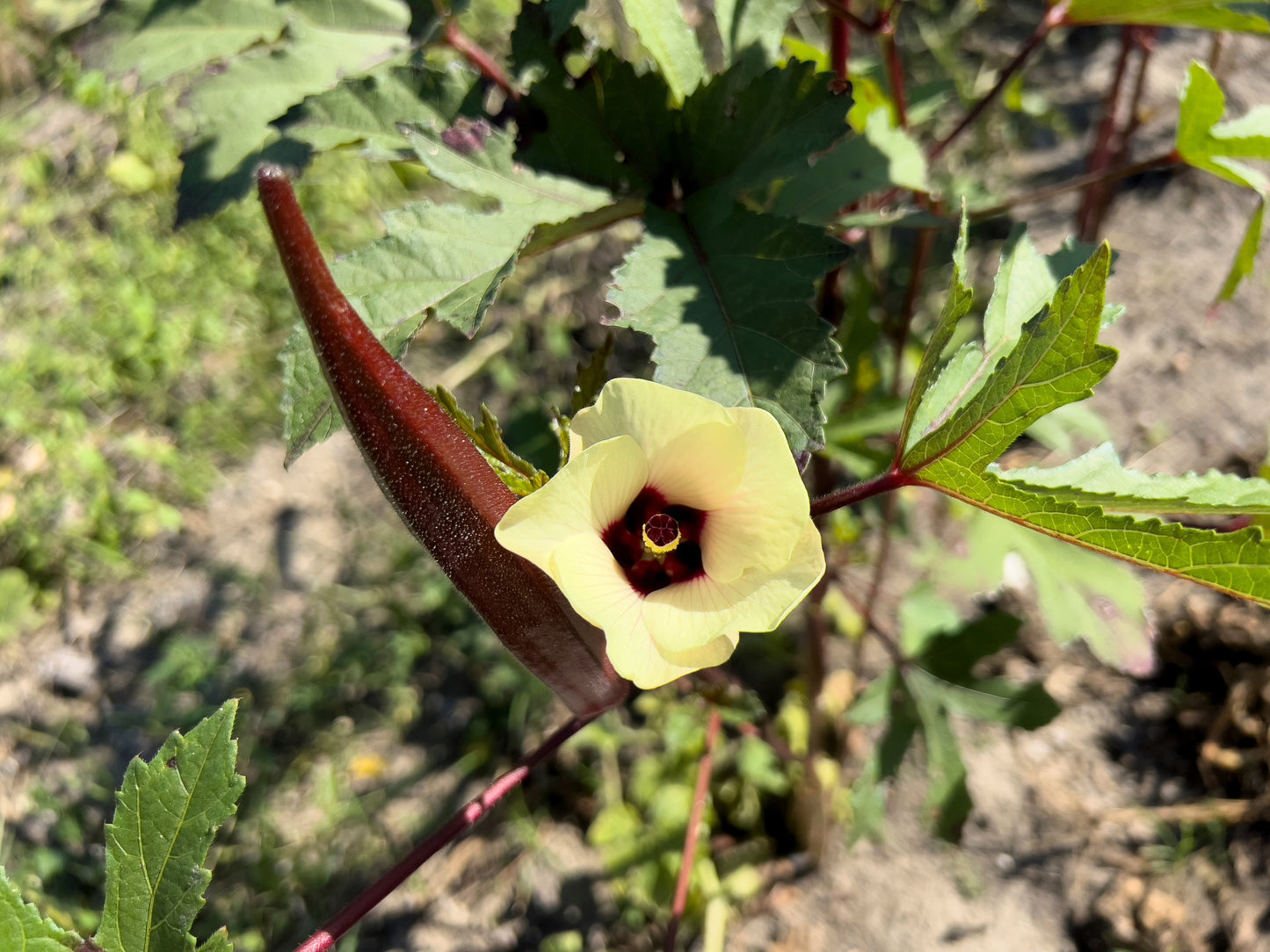 150 RED BURGUNDY OKRA Abelmoschus Esculentus Vegetable Seeds