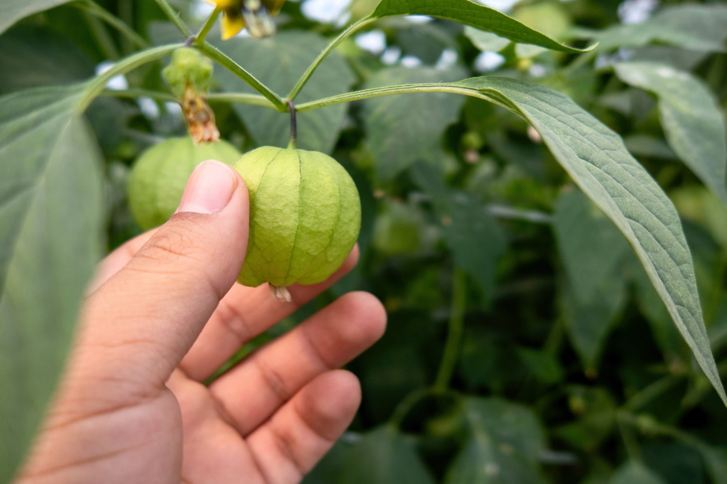 200 GRANDE Rio VERDE TOMATILLO Green Physalis Ixocarpa Vegetable Seeds