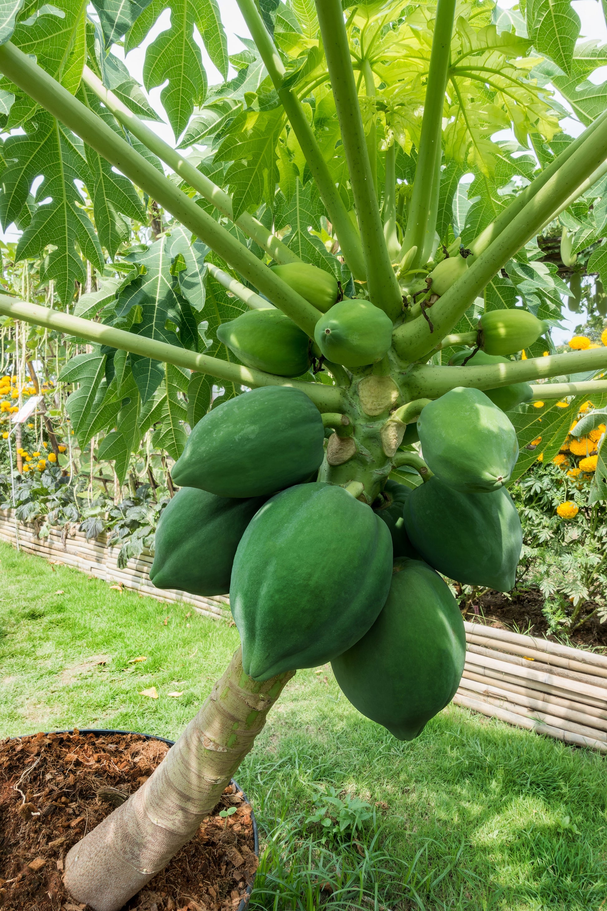 papaya plant indoors 10 DWARF WAIMANALO PAPAYA Solo Hawaiian Carica Fruit Tree Houseplant Seeds