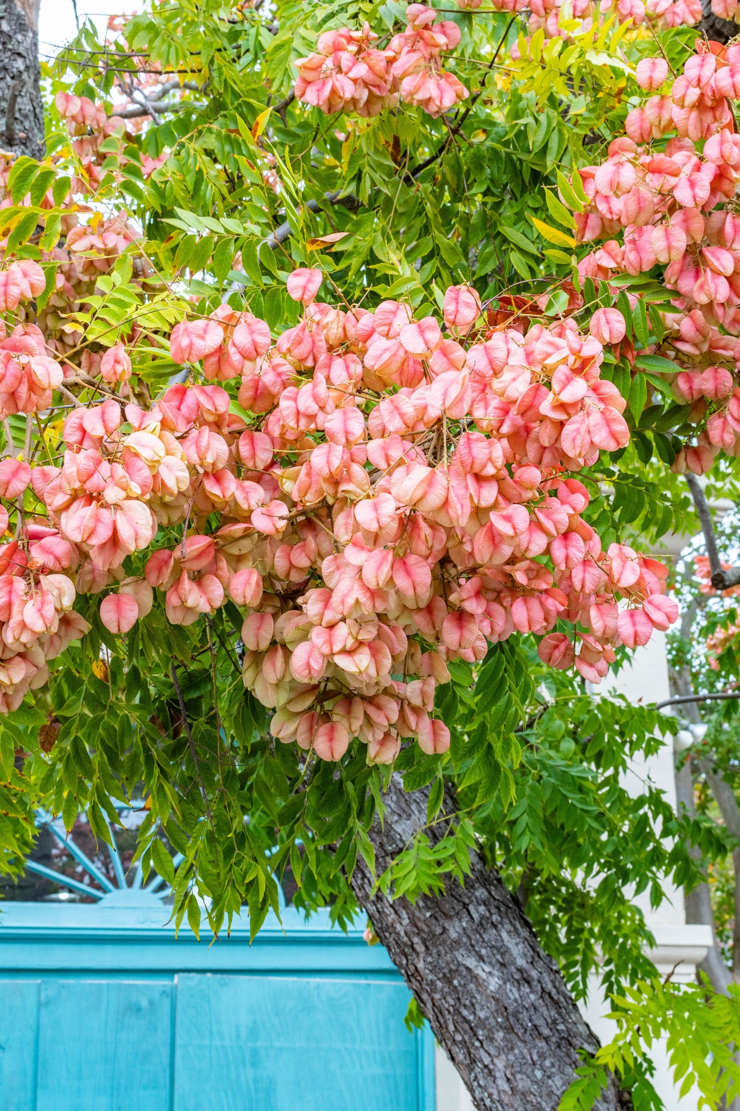 10 CHINESE FLAME TREE Koelreuteria Bipinnata Lantern Rain Yellow Pink Flower Seeds