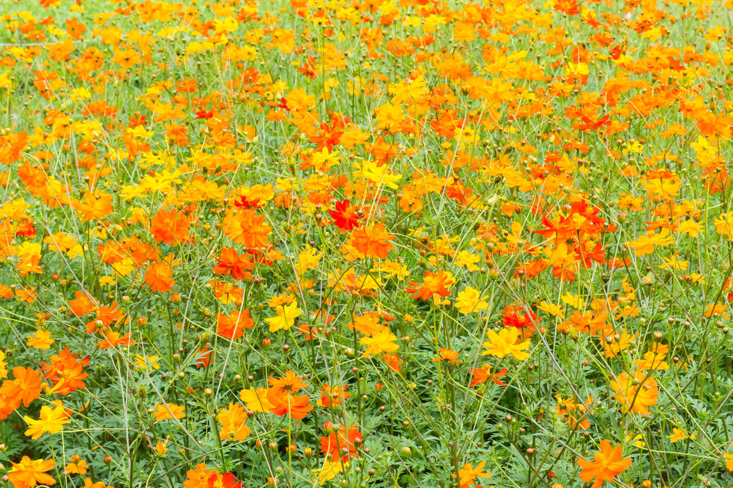 300 BRIGHT LIGHTS COSMOS Mix Mixed Colors Red Orange Yel Bipinnatus Flower Seeds