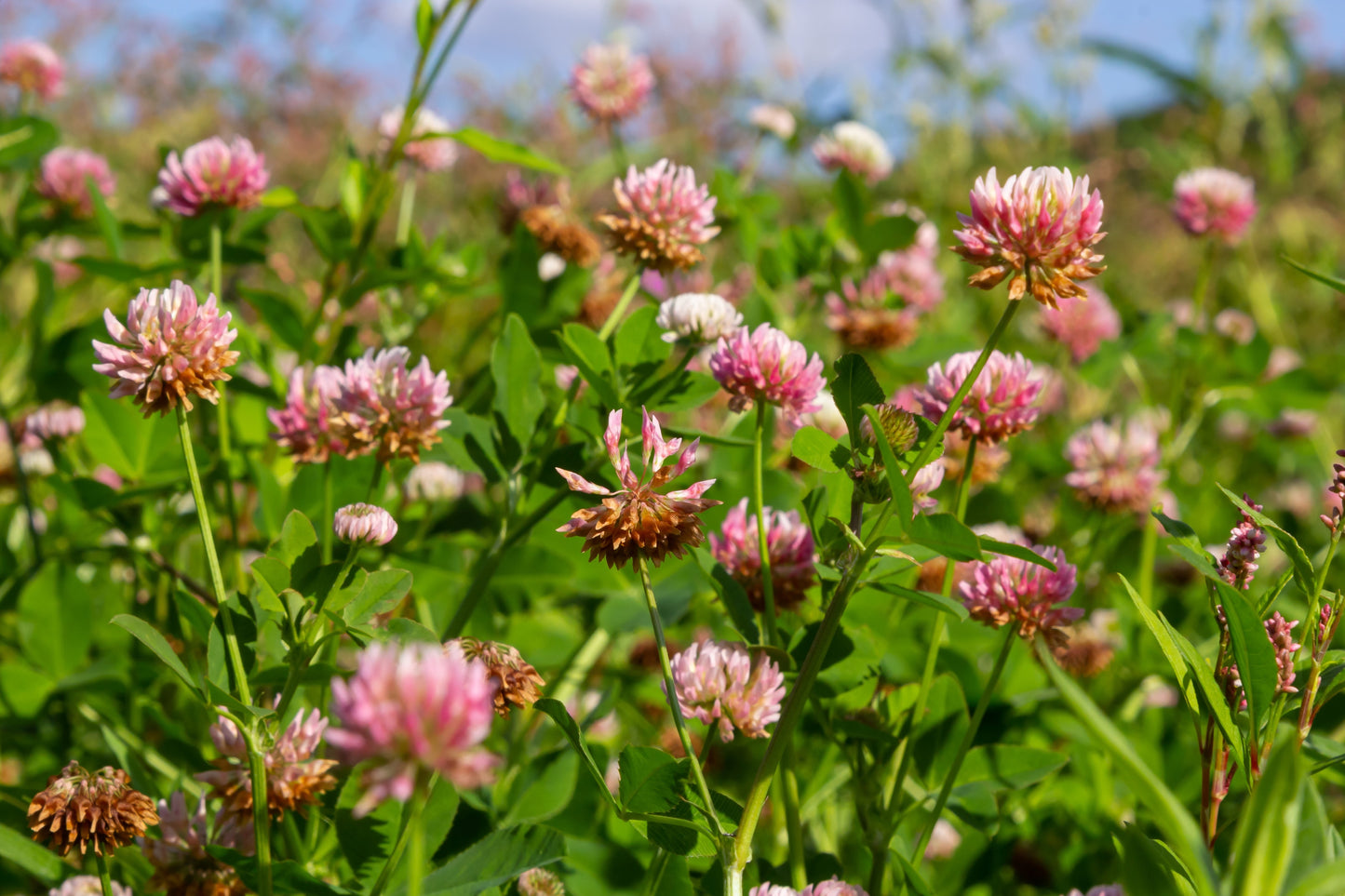 1500 ALSIKE CLOVER Trifolium Hybridum Pink & White Flower Legume Seeds