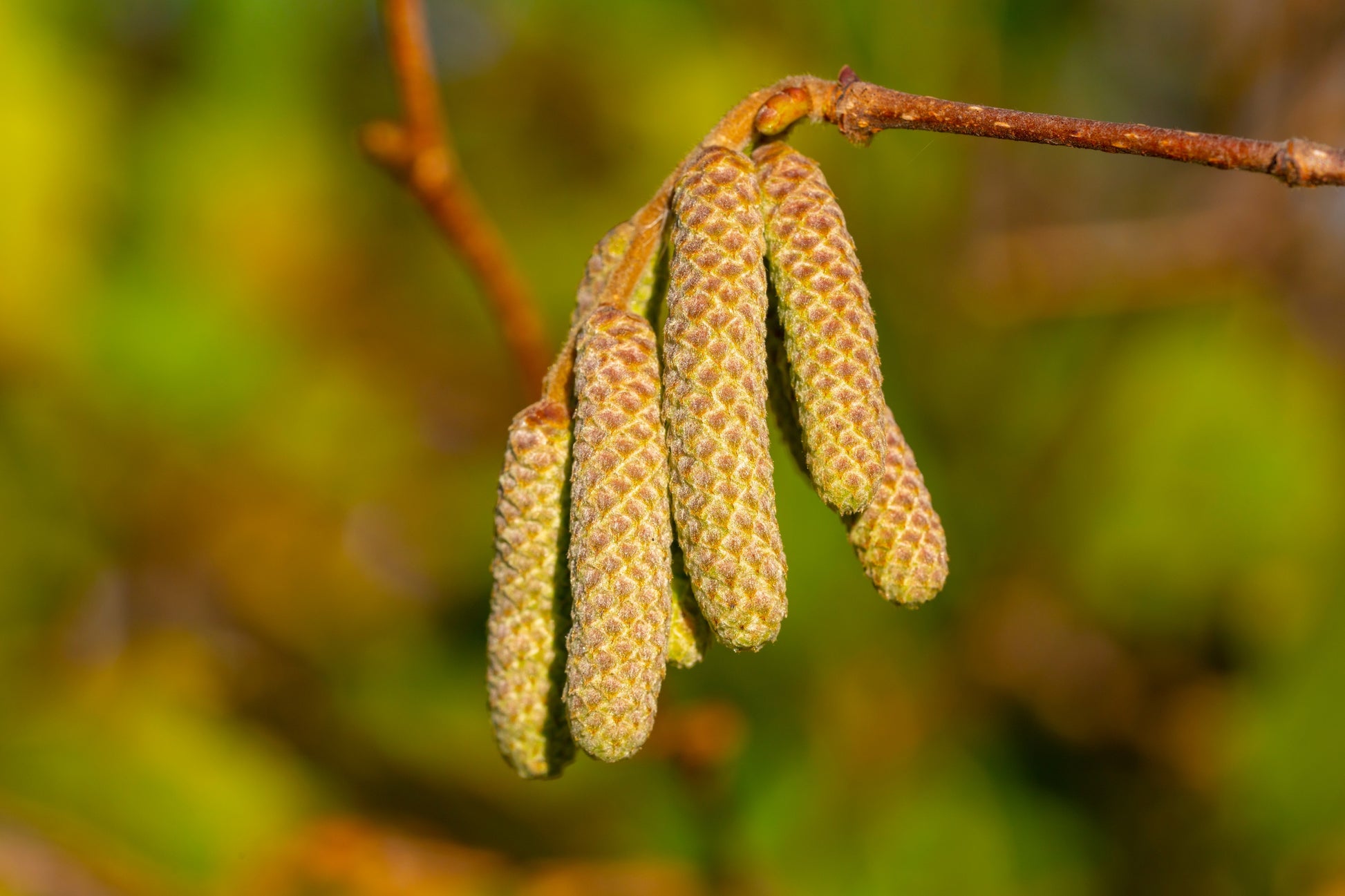 planting birch tree seeds 50 SILVER WEEPING BIRCH Tree White European Betula Pendula Alba Seeds