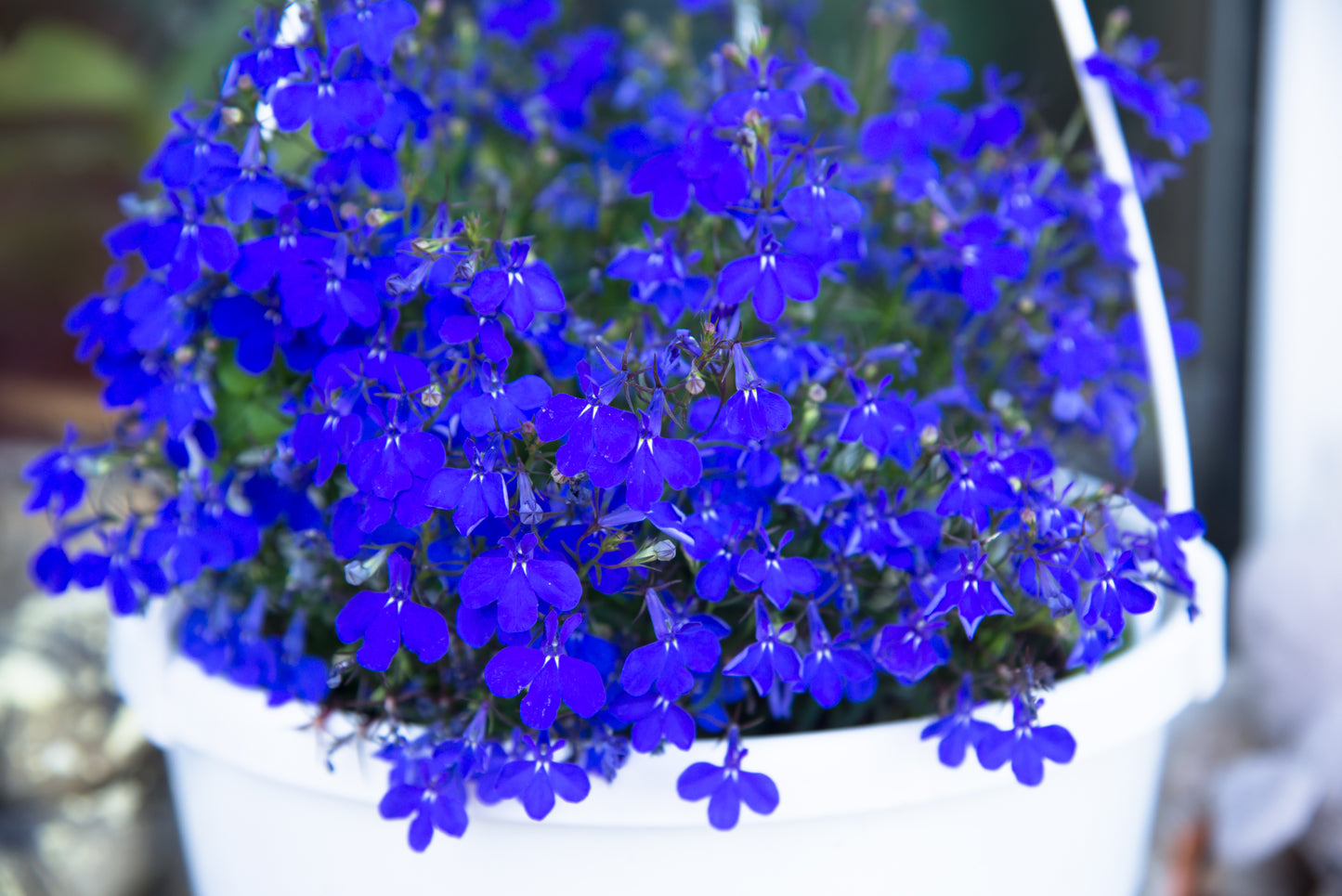 200 Electric Blue MONSOON LOBELIA Erinus Flower Seeds