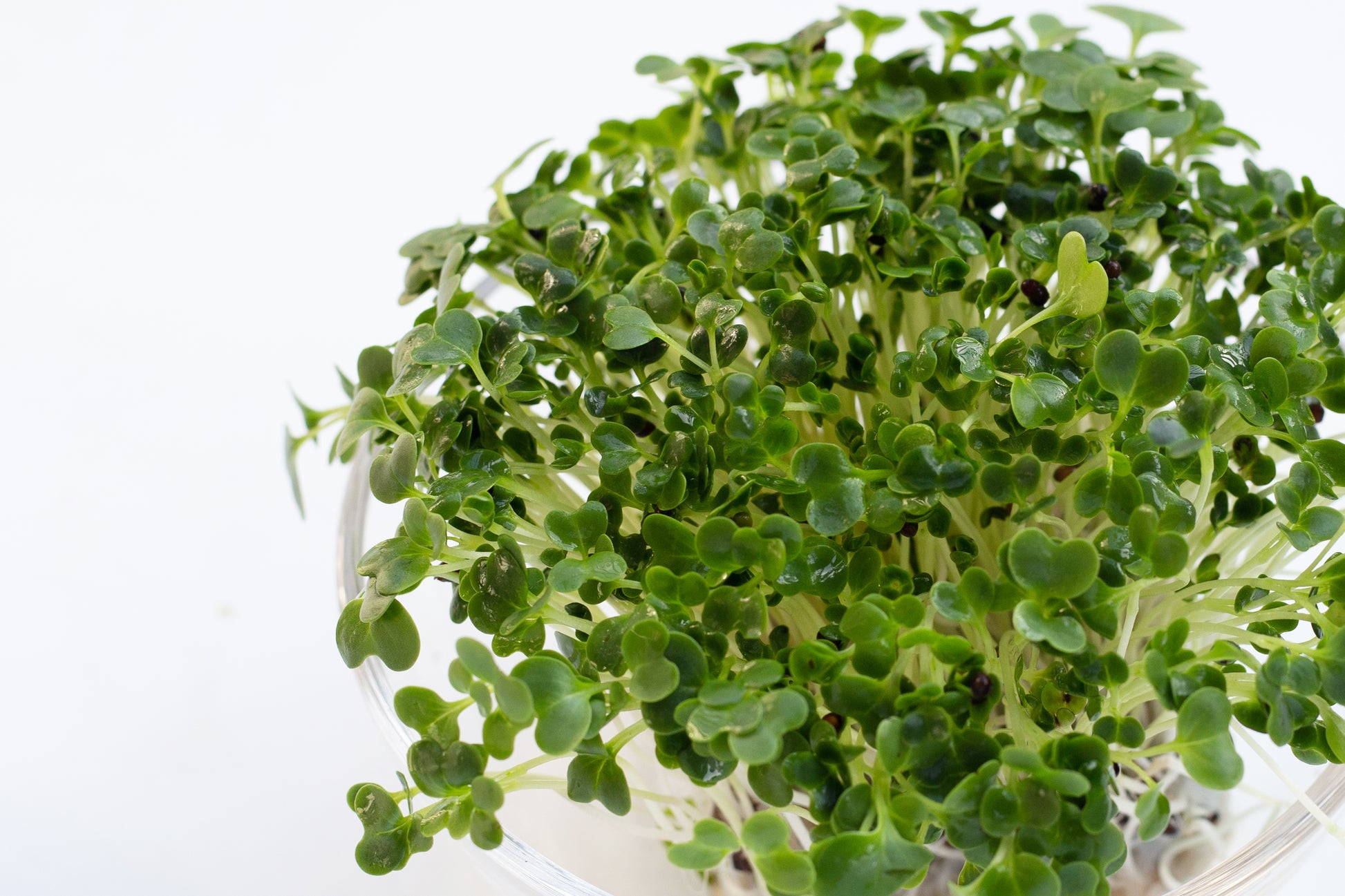 premier succulents etsy 1000 PREMIER KALE Early Hanover Brassica Oleracea Greens Vegetable See – Seedville USA
