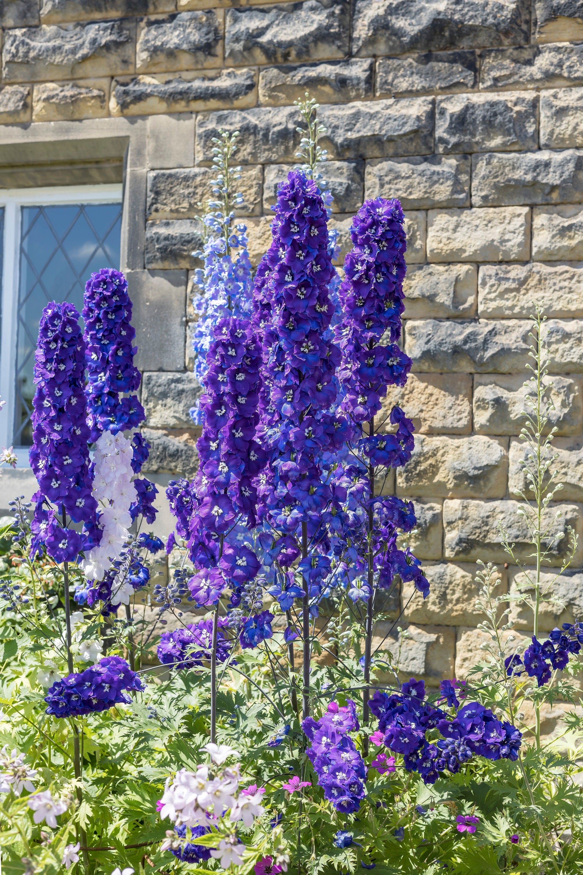 邦楽 Ruiza / delphinium Delphinium grandiflorum F1 Brezza™ Series - American Takii