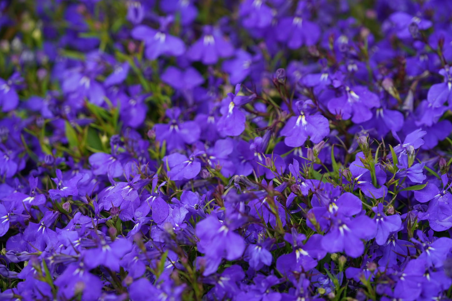 200 CRYSTAL PALACE LOBELIA Regatta Purple Blue Lobelia Erinus Flower Seeds