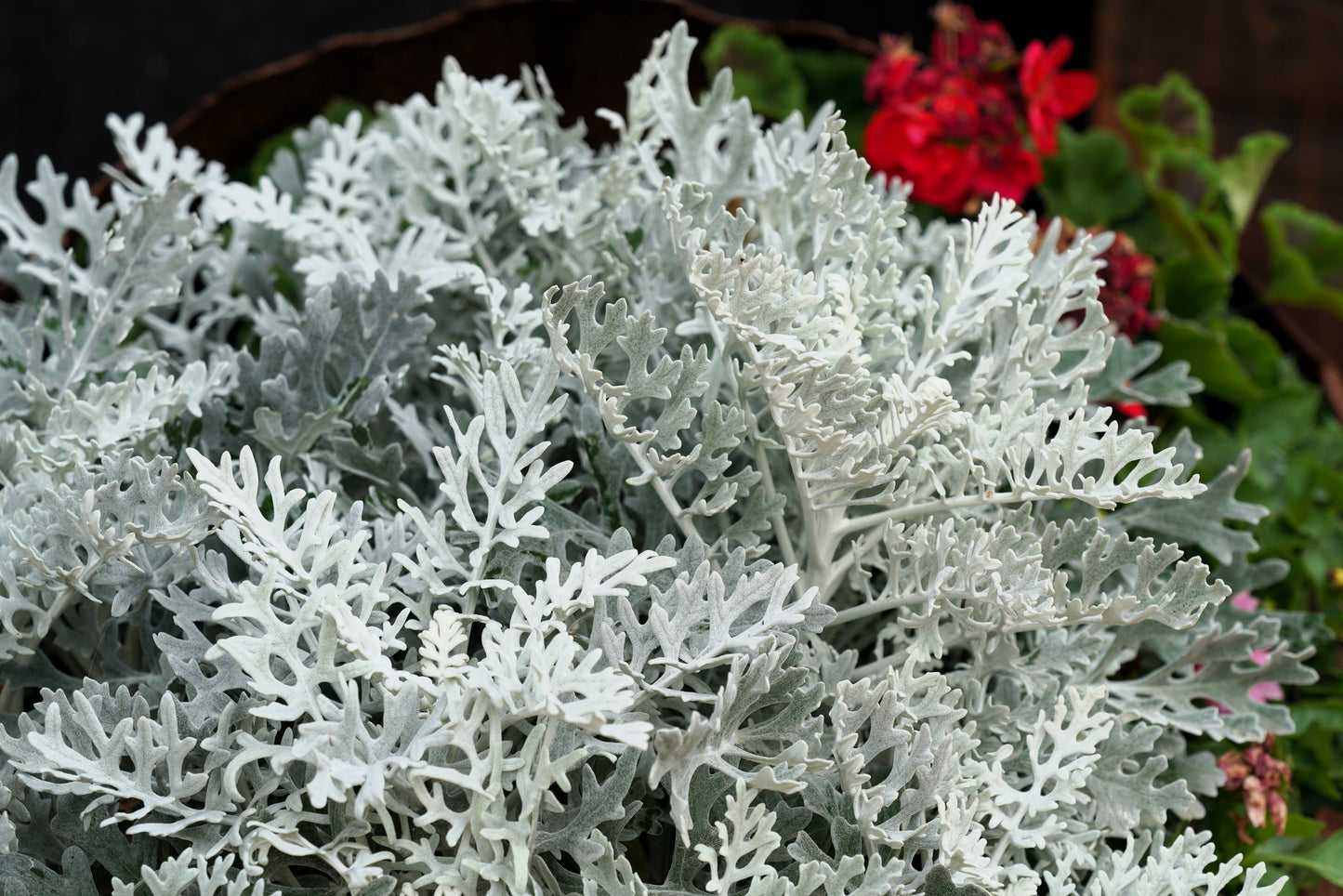 300 SILVERDUST DUSTY MILLER Cineraria maritima Flower Seeds