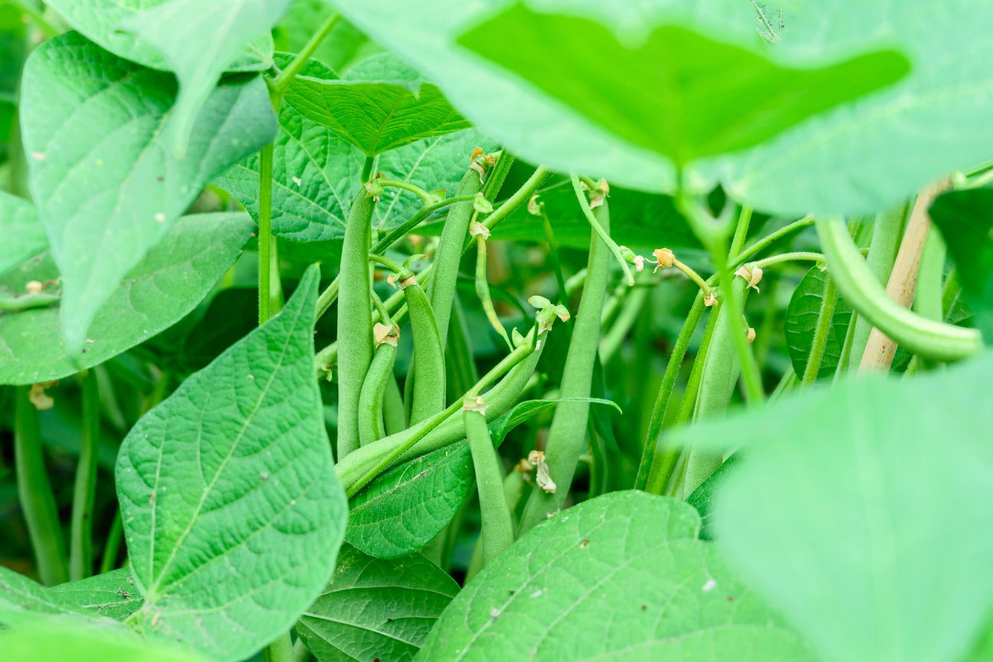 50 NAVY BEAN Michigan Pea White Phaseolus Vulgaris Soup Vegetable Seeds