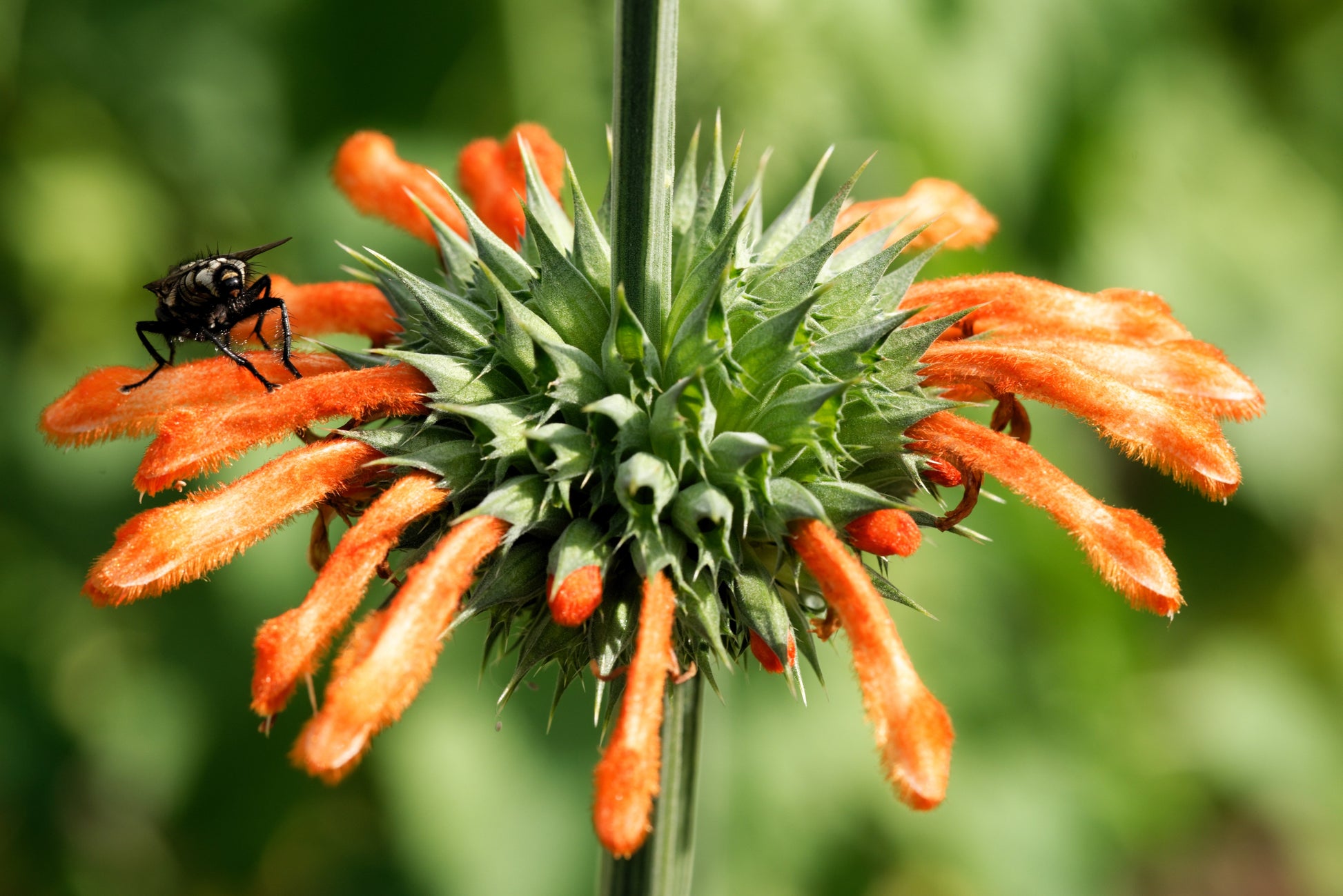 lion's ear plant seeds 25 KLIP DAGGA (Lions Ear / Lions Tail / Wild Klip Dagga) Leonotis Nepetifolia Flower Seeds
