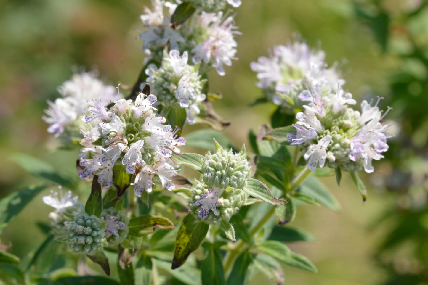 400 HAIRY MOUNTAIN MINT Pycnanthemum Pilosum Herb Flower Seeds