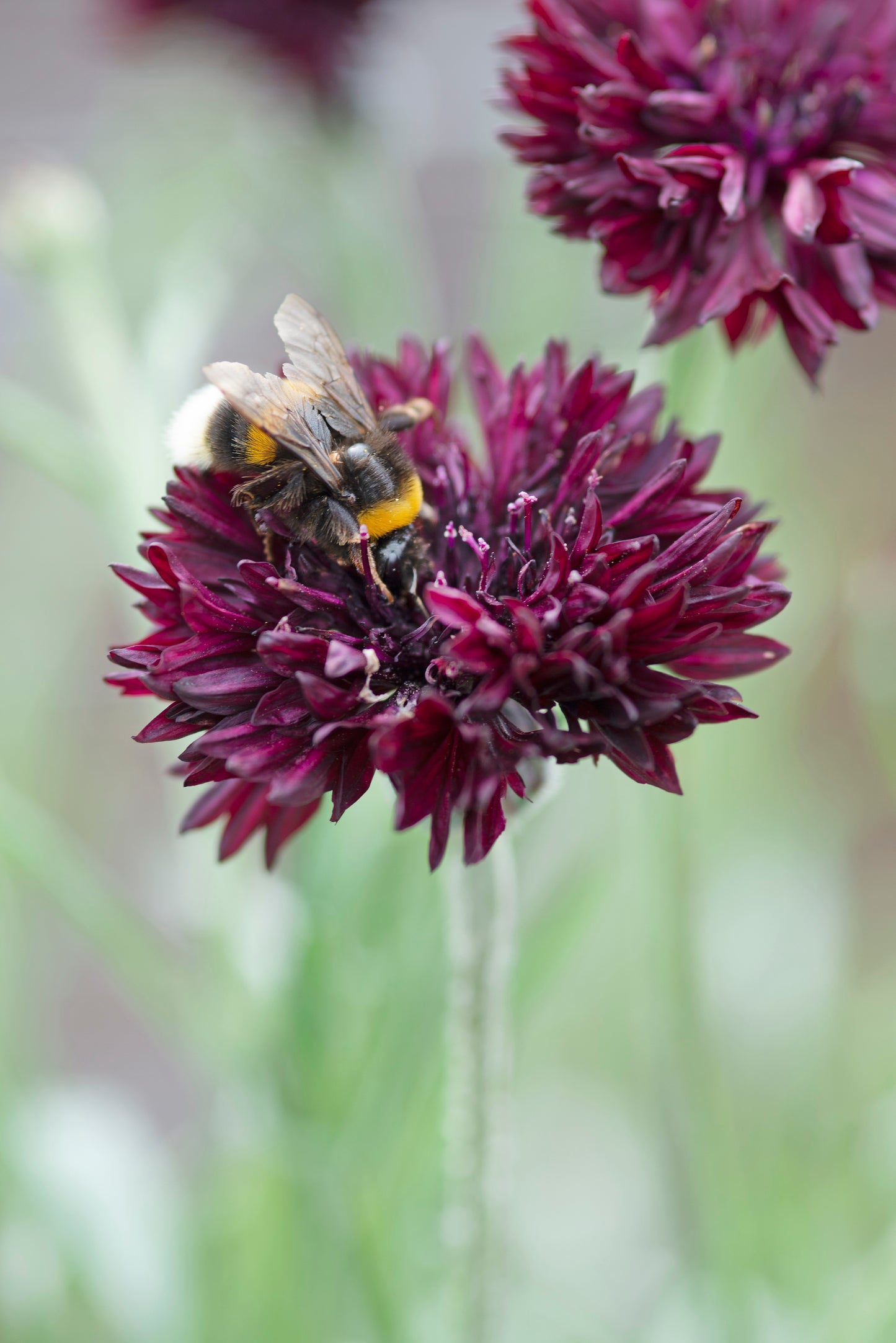 25 Black Garnet BACHELOR'S BUTTON / CORNFLOWER Centaurea Cyanus Flower Seeds