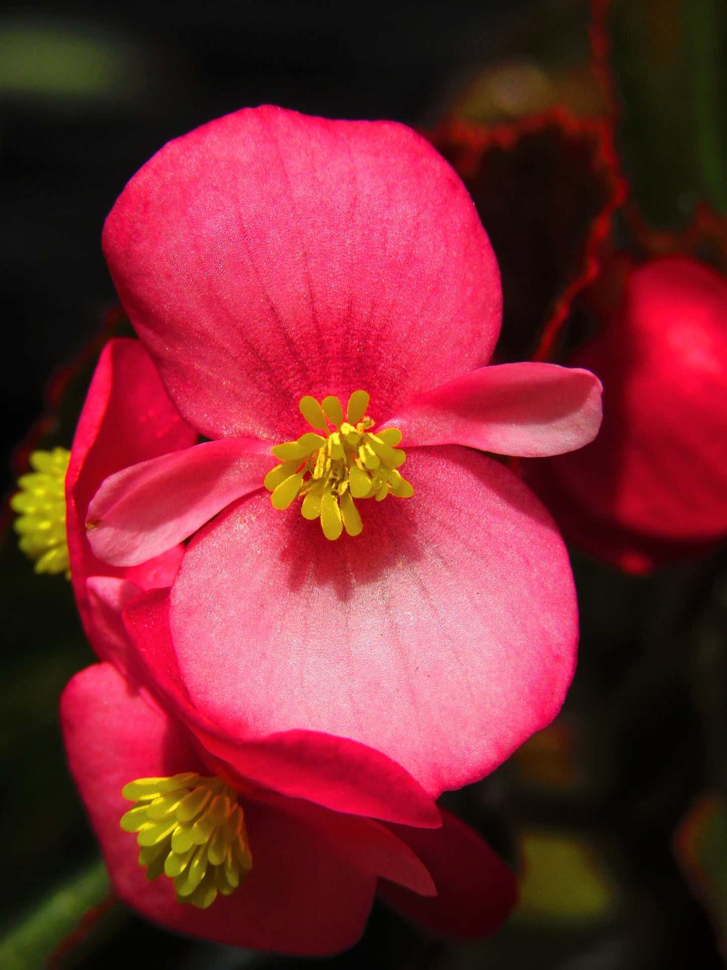 100 Rose PINK WAX BEGONIA Semperflorens Fibrous Shade Flower Seeds