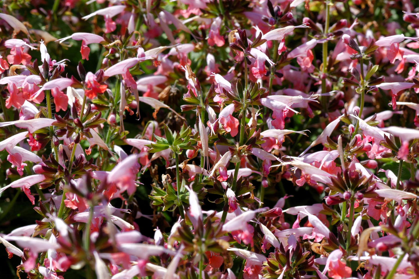 30 CORAL NYMPH SALVIA Coccinea Hummingbird Sage Flower Seeds