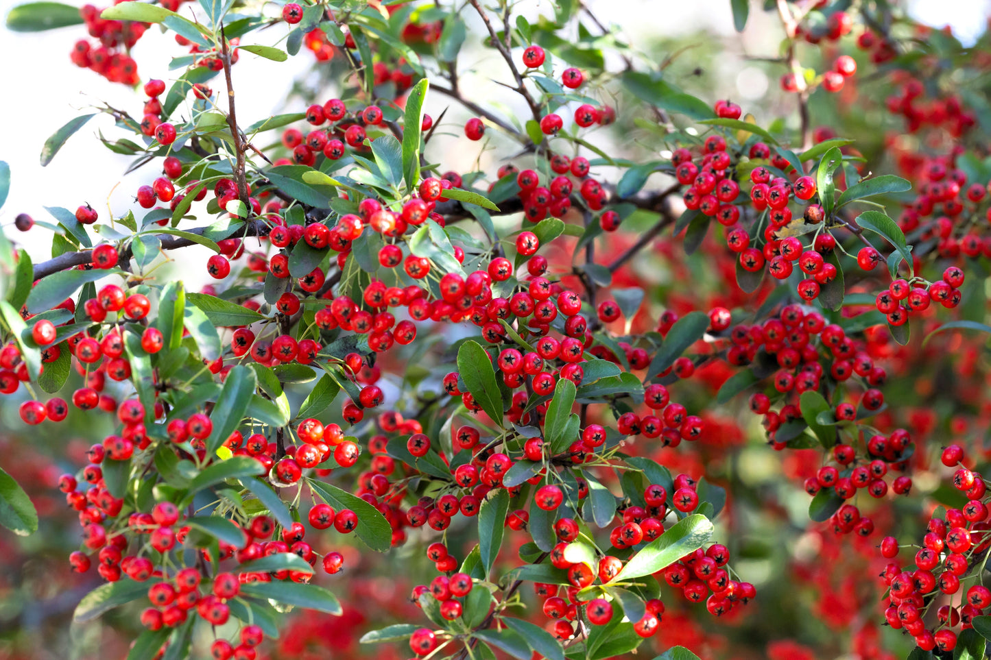 50 RED CHOKEBERRY Aronia Arbutifolia White Flower Fruit Shrub Seeds