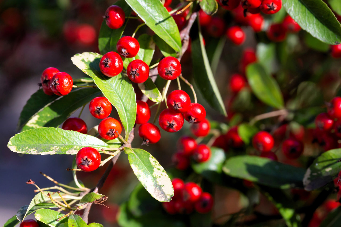 50 RED CHOKEBERRY Aronia Arbutifolia White Flower Fruit Shrub Seeds