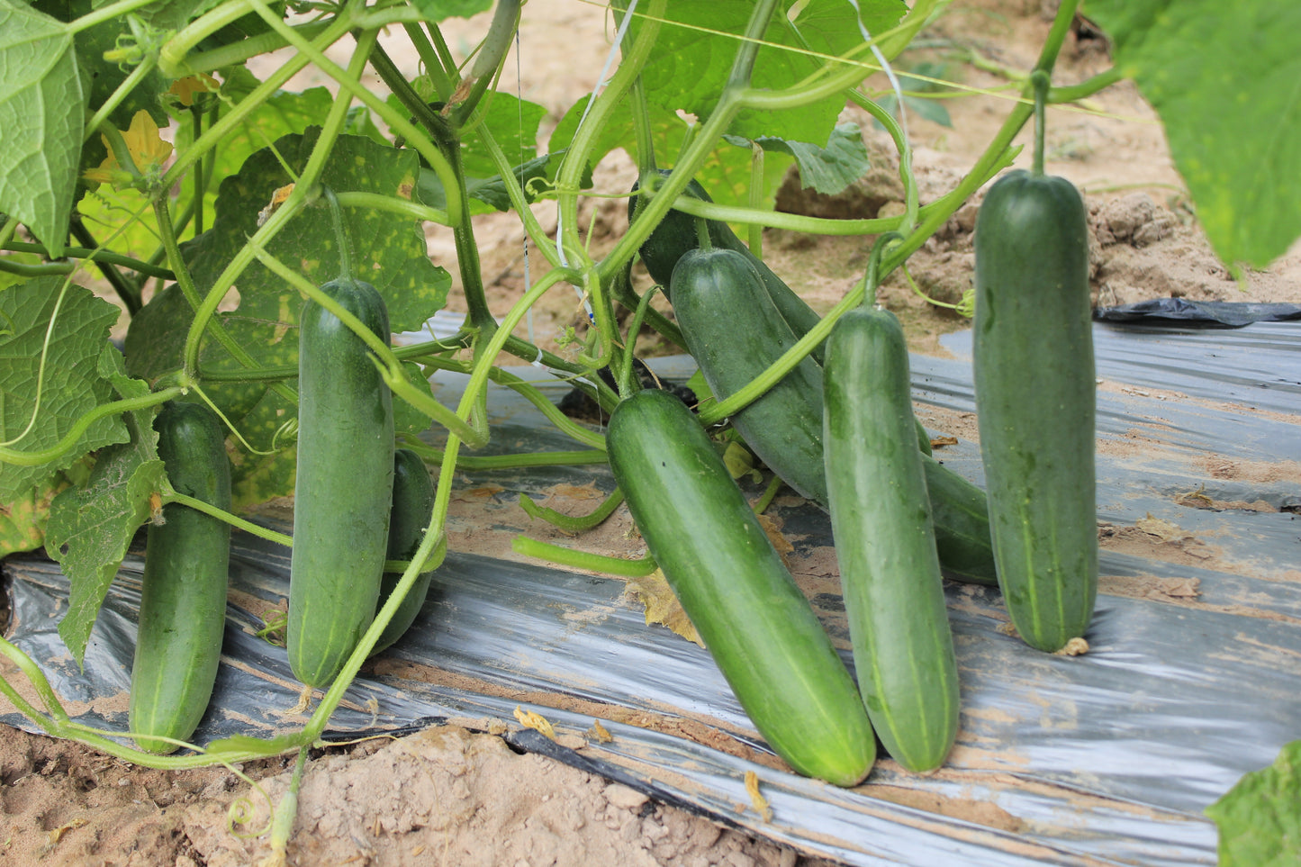 200 MARKETMORE 76 SLICING CUCUMBER Fruit Cucumis Sativus Seeds