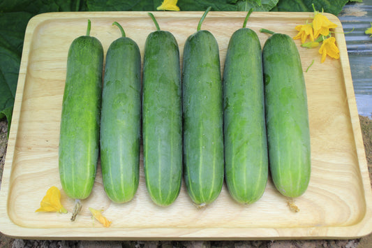 200 MARKETMORE 76 SLICING CUCUMBER Fruit Cucumis Sativus Seeds