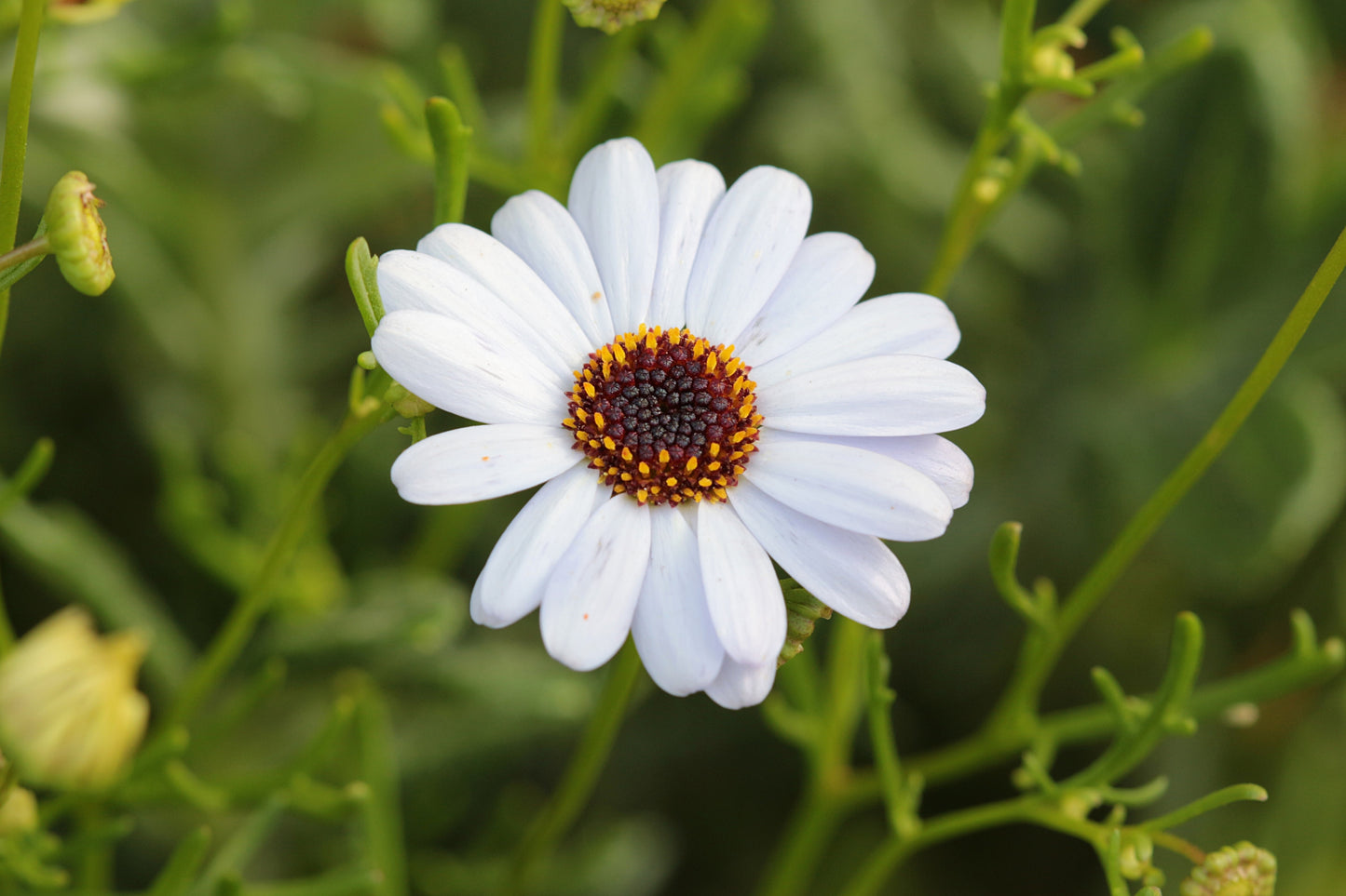 200 Mixed Colors SWAN RIVER DAISY Brachyscome Iberidifolia Flower Seeds