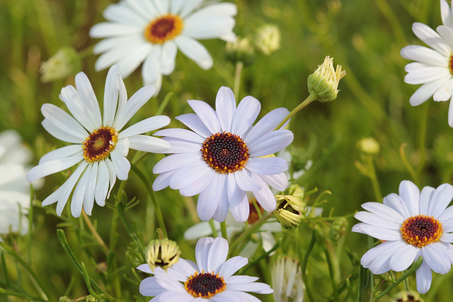 200 Mixed Colors SWAN RIVER DAISY Brachyscome Iberidifolia Flower Seeds