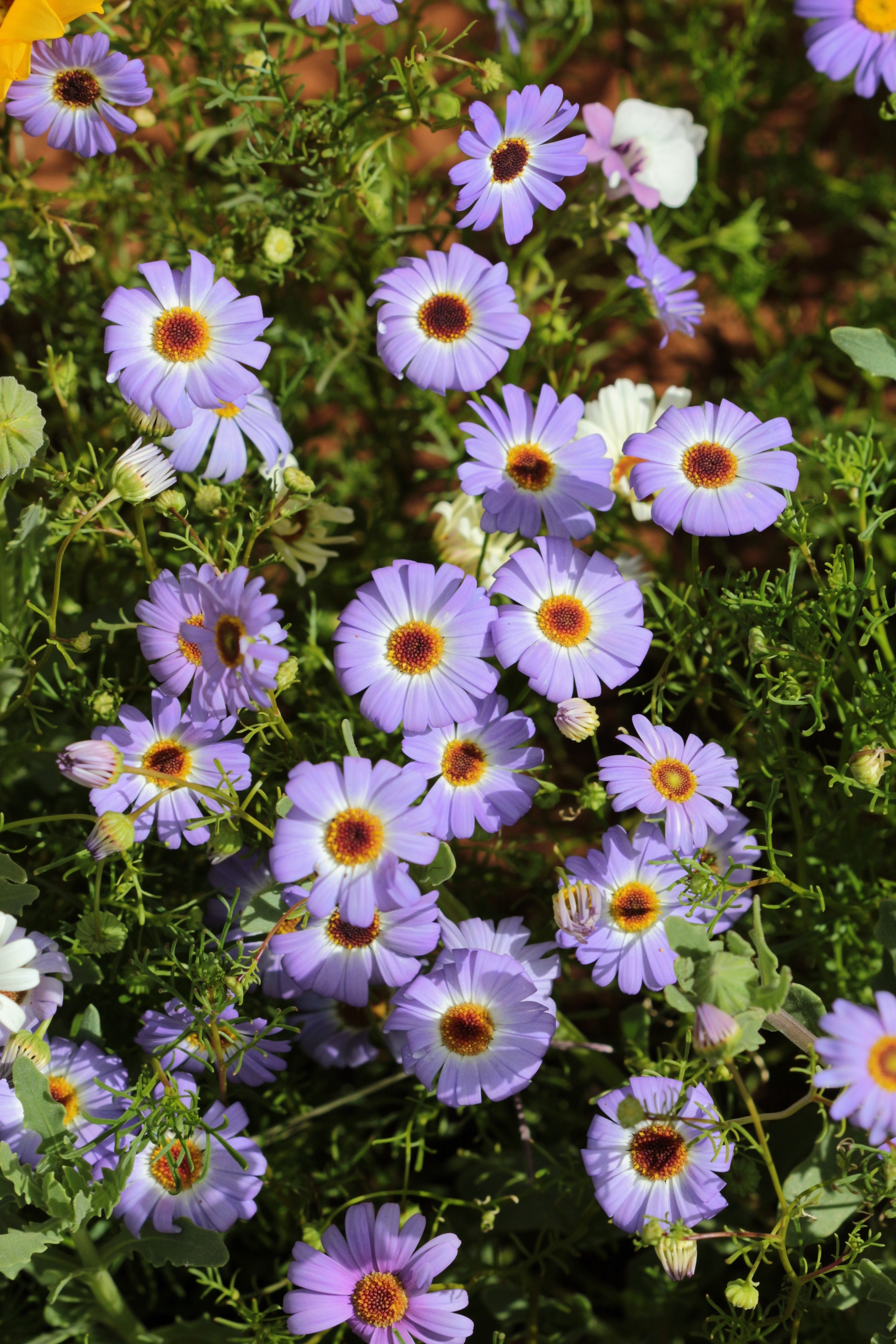 Seedville Swan River Daisy Seeds - Thumbnail 5