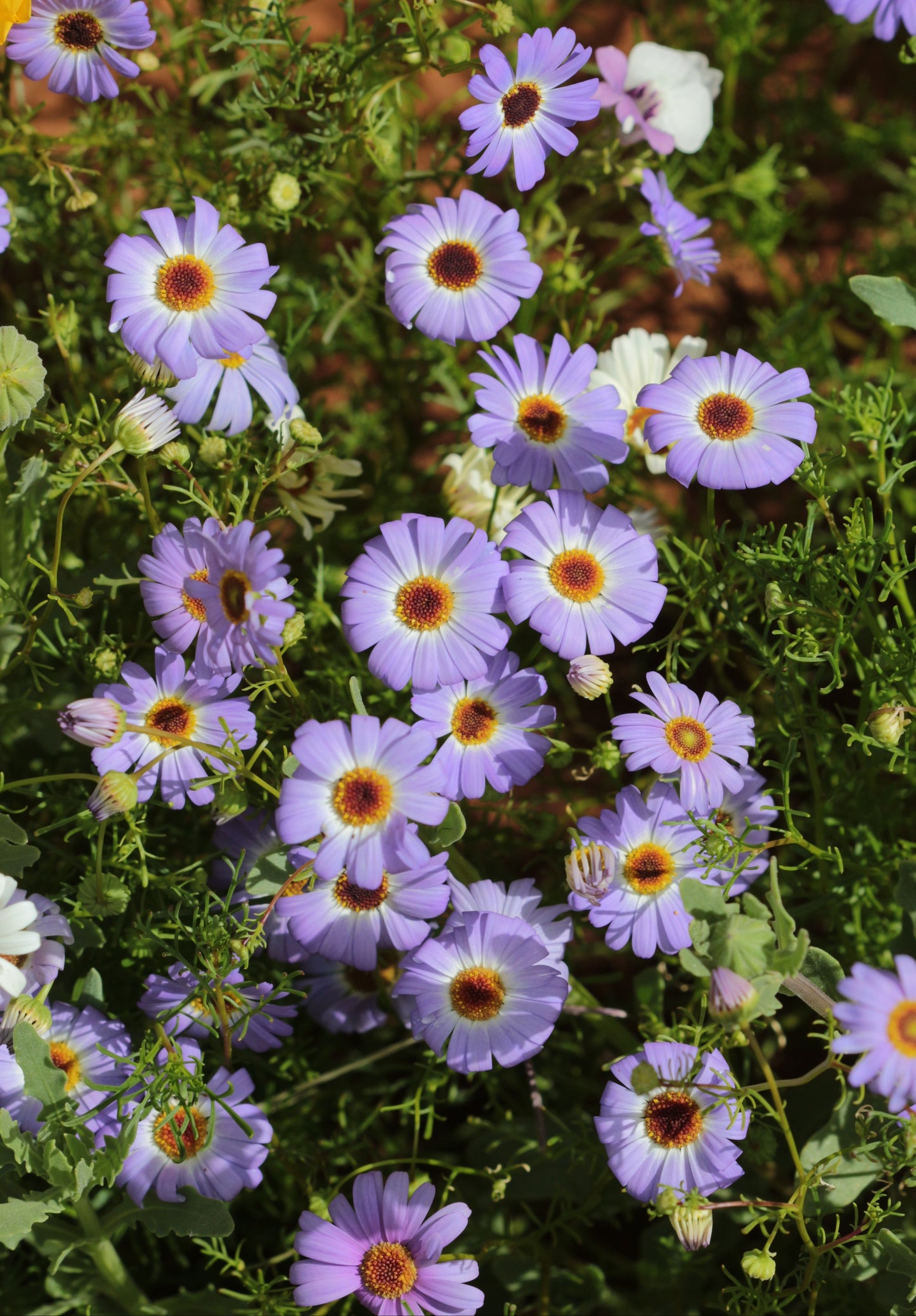 200 Mixed Colors SWAN RIVER DAISY Brachyscome Iberidifolia Flower Seeds