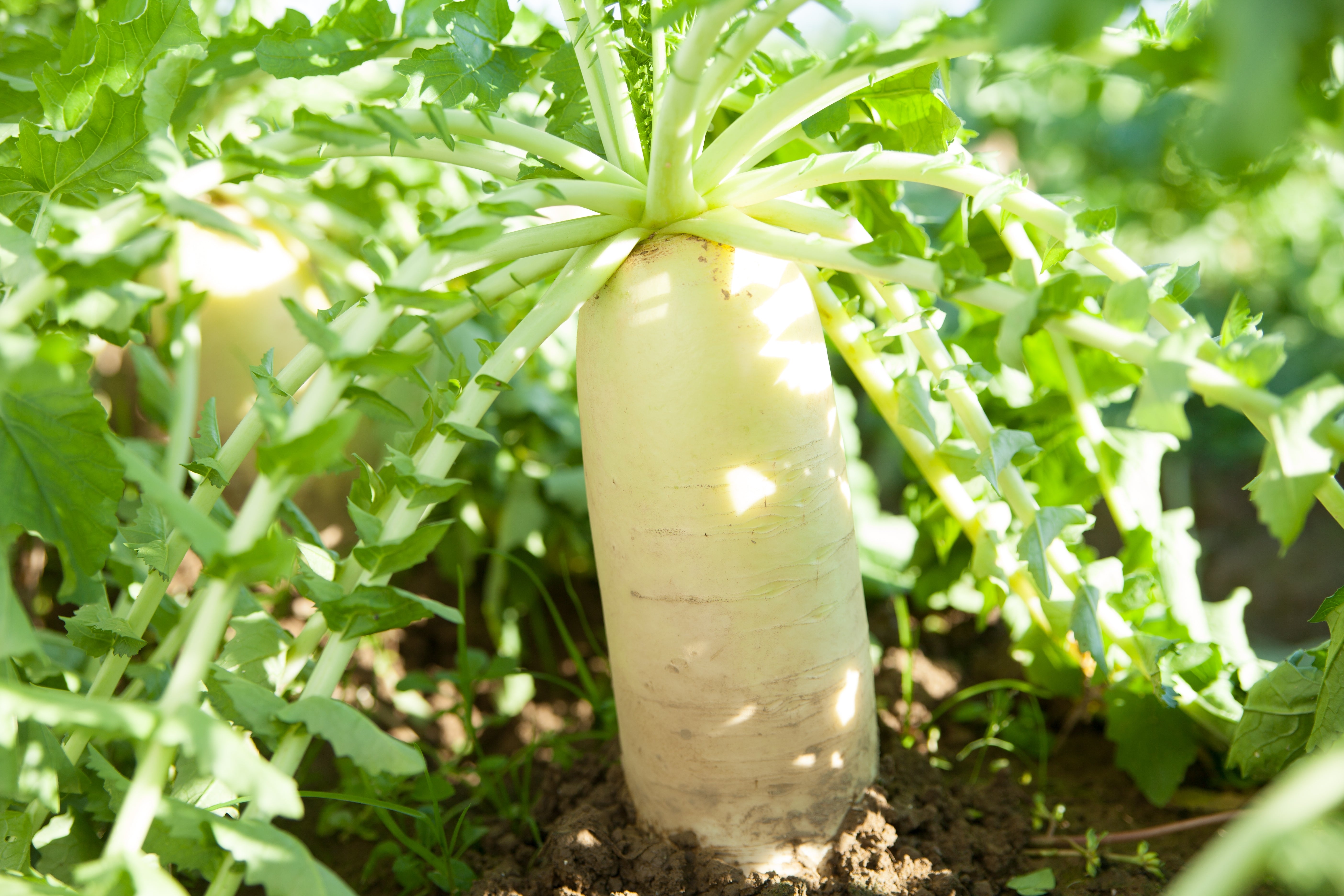 500 JAPANESE MINOWASE RADISH Huge Daikon White Raphanus Sativus