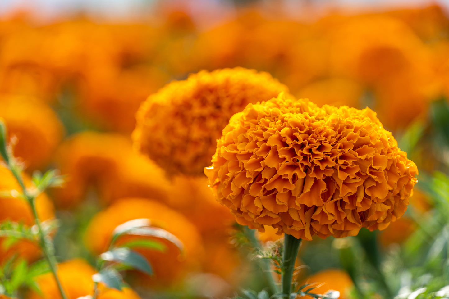 250 AFRICAN MARIGOLD CRACKERJACK Mixed Color Tagetes Erecta Flower Seeds