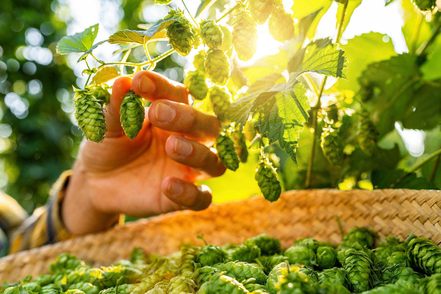 planting hop seeds 25 COMMON HOPS European Humulus Lupulus Vine Seeds Beer Making Ingredi – Seedville USA