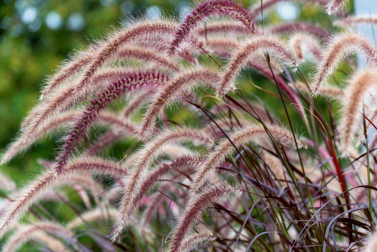 25 PURPLE FOUNTAIN GRASS Ornamental Pennisetum Setaceum Dark Burgundy Flower Seeds