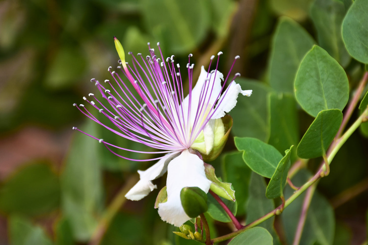 20 CAPER BUSH Edible Capers Flinders Rose Flower Capparis Spinosa Shrub Seeds