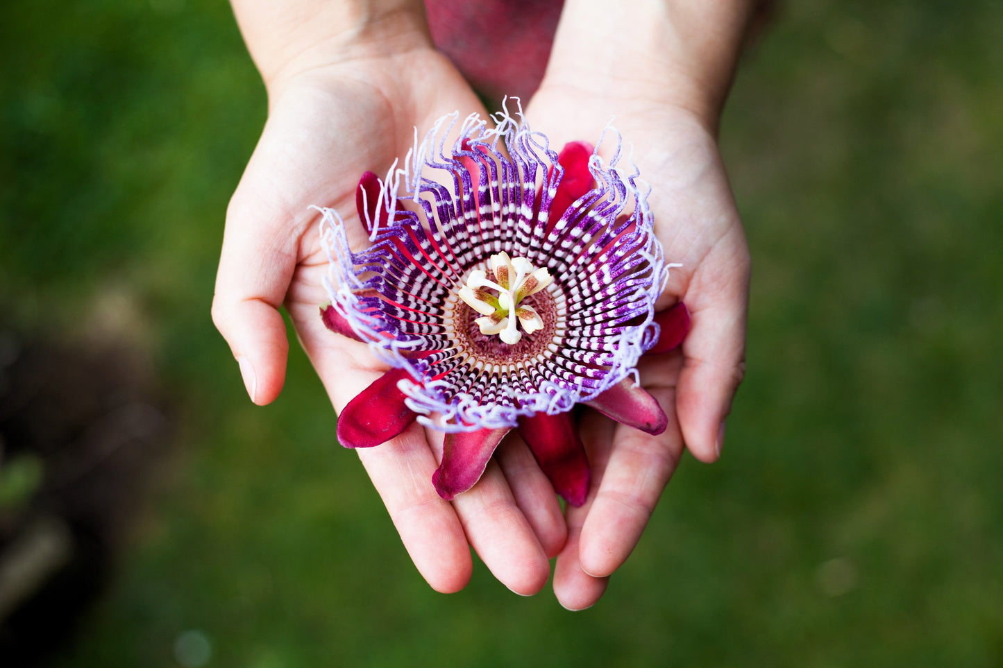 red passion flower seeds 5 GIANT GRANADILLA Red Passion Flower Passiflora Quadrangularis Yellow – Seedville USA