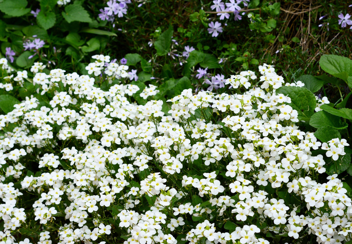 800 WHITE ALPINE ROCKCRESS Aubrieta Rock Cress Arabis Alpina Flower Seeds