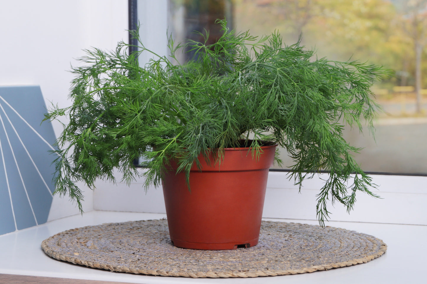 1000 LONG ISLAND Mammoth DILL Anethum Graveolens Herb Flower Seeds