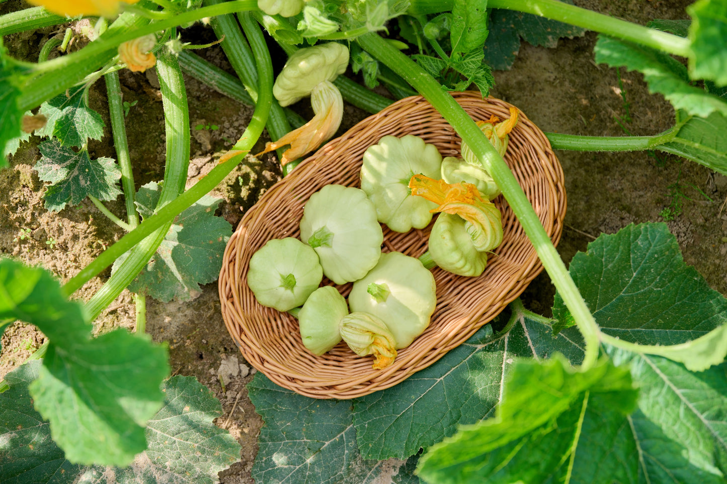 20 Green Tint BUSH SCALLOP SQUASH (Patty Pan / Paty Pan / Squanter Squash) Summer Cucurbita Pepo Vegetable Seeds