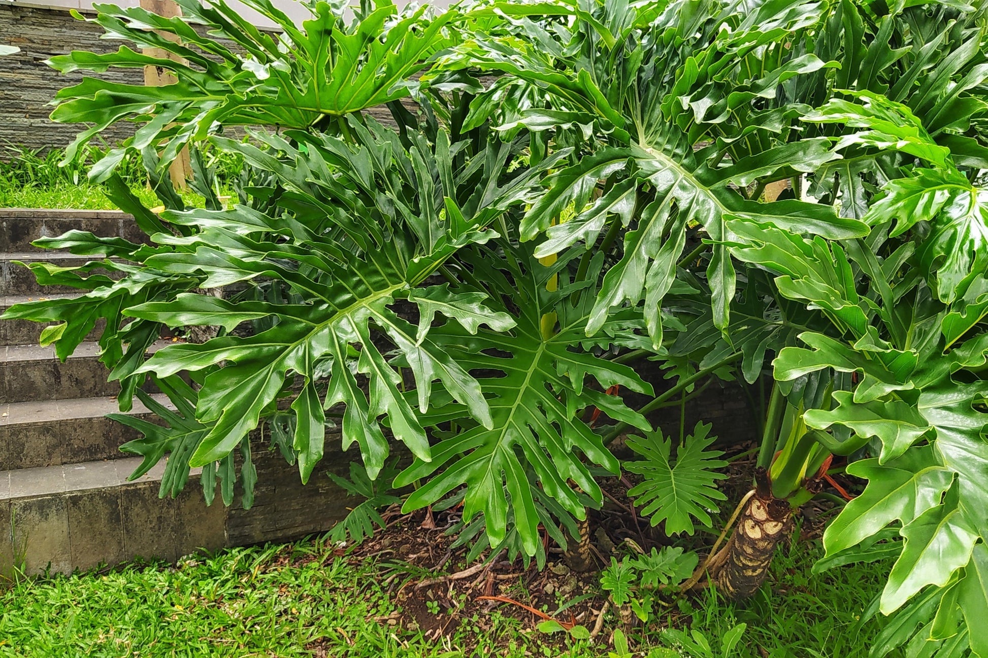 philodendron lance leaf 15 Lacy TREE PHILODENDRON Split Leaf Cut-leaf Selloum House Plant Seed – Seedville USA
