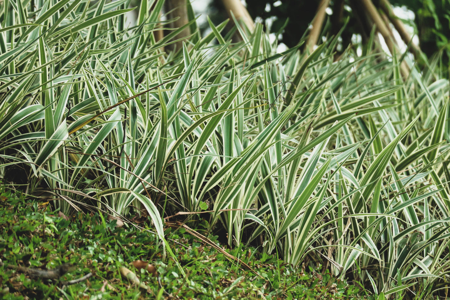 1000 Variegated RIBBON GRASS Reed Canary Phalaris Arundinacea Pink Flower Seeds