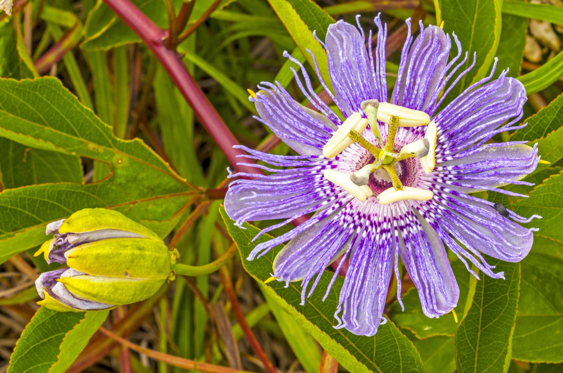 purple passion plant seeds 10 Purple PASSION FLOWER Passion FRUIT Granadilla Passiflora Incarnata – Seedville USA